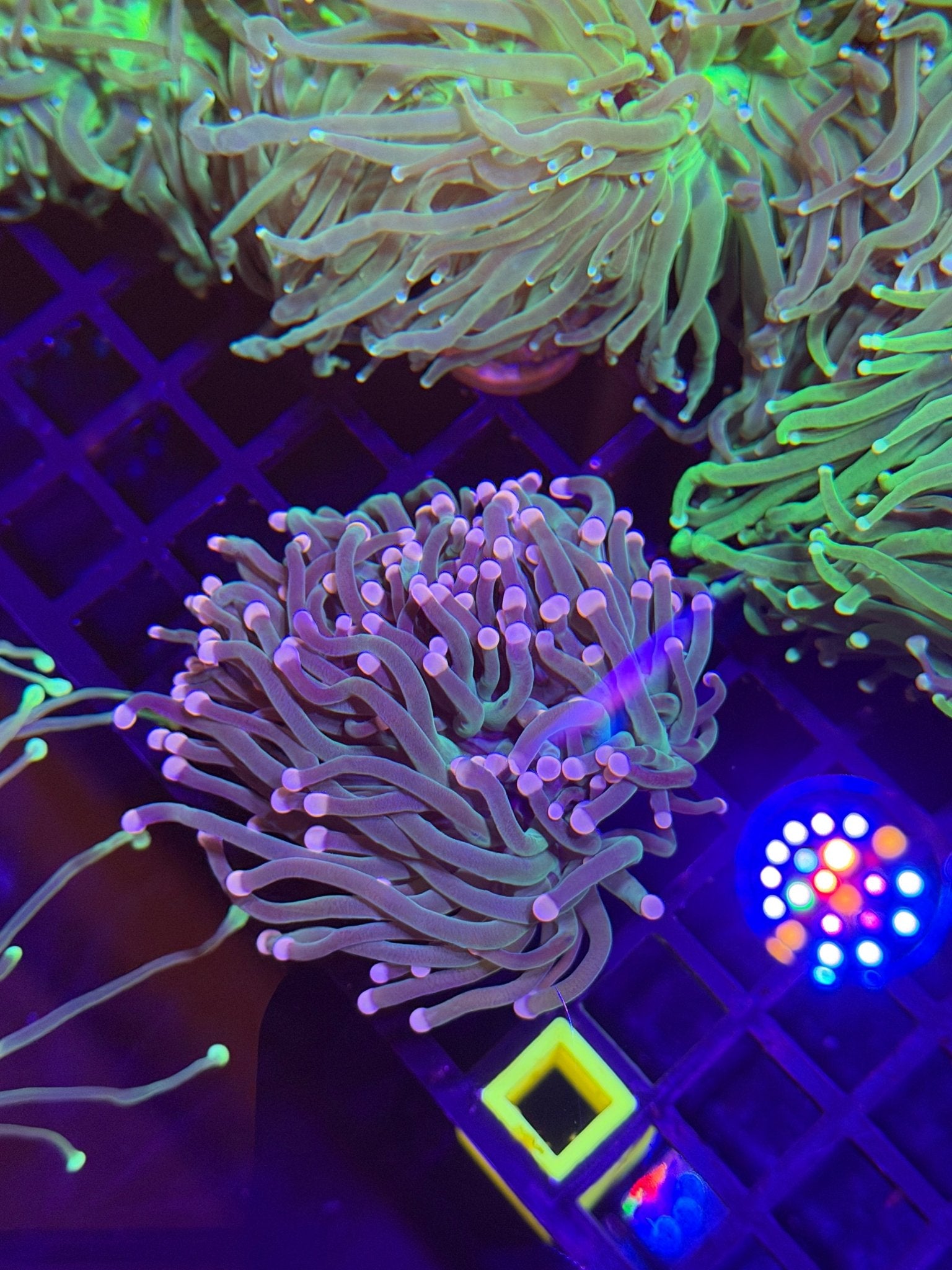 WYSIWYG Green Pink Tip Torch - What The Frag Corals