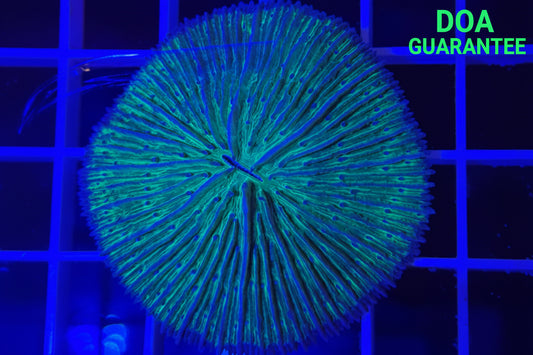 WYSIWYG Green Plate Coral Large - What The Frags Corals