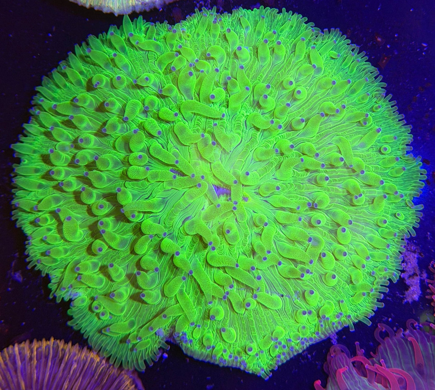 WYSIWYG Green Plate Coral Large - What The Frag Corals