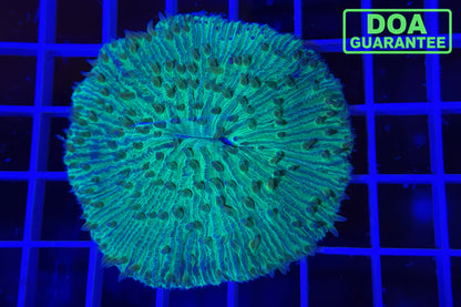 WYSIWYG Green Plate Coral Large - What The Frags Corals
