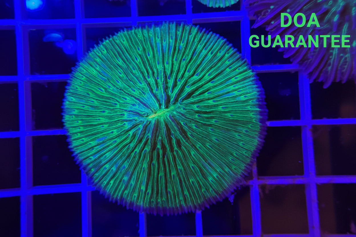 WYSIWYG Green Plate Coral Large - What The Frag Corals