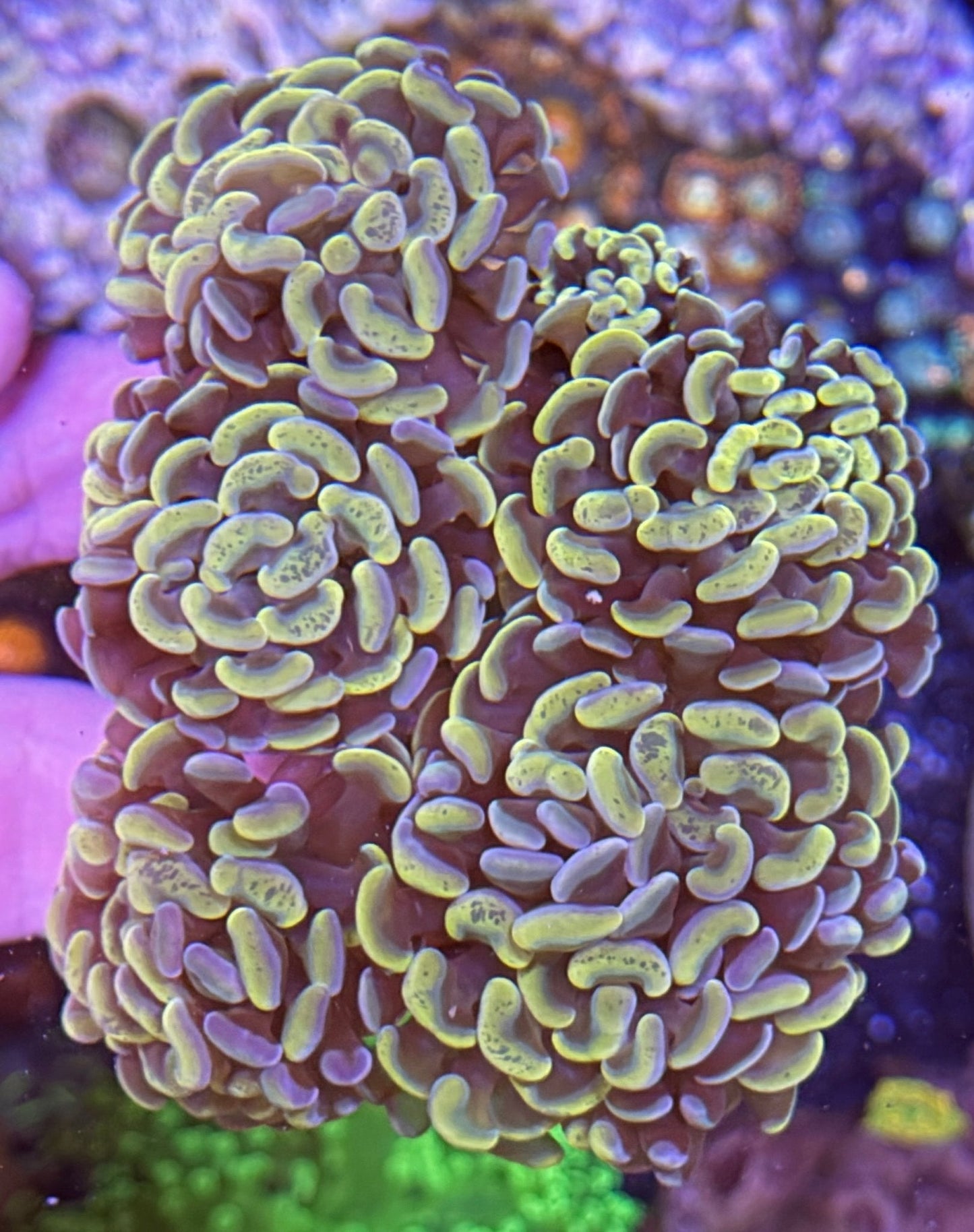 WYSIWYG Indo Gold Hammer 6 Heads Colony by What The Frags Corals