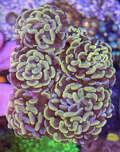 WYSIWYG Indo Gold Hammer 6 Heads Colony by What The Frags Corals