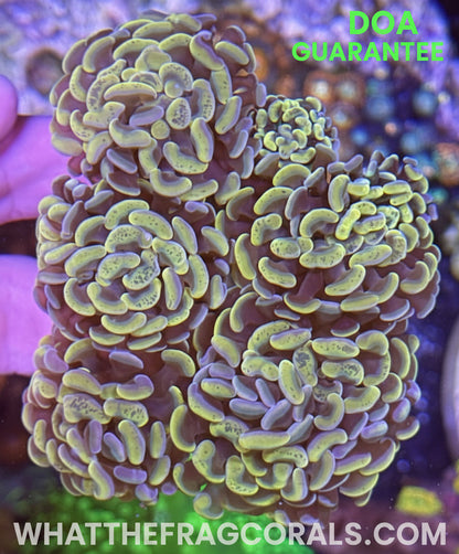 WYSIWYG Indo Gold Hammer 6 Heads Colony by What The Frags Corals