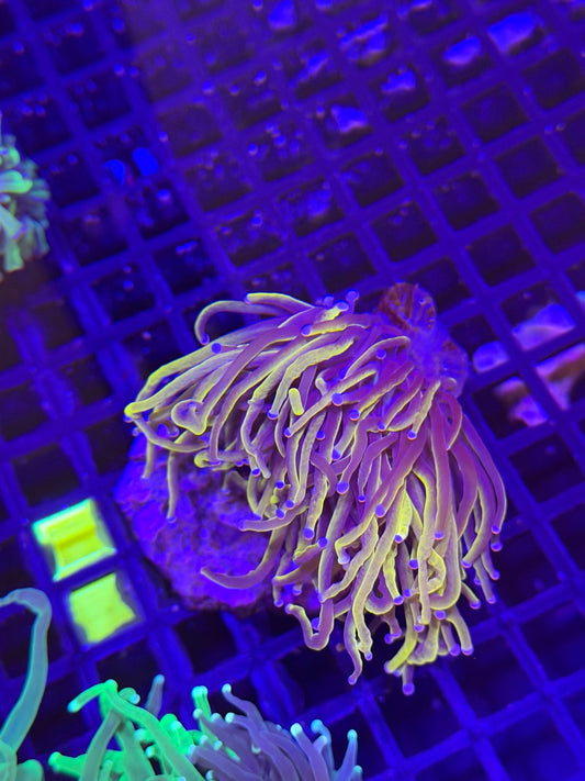 WYSIWYG Indo Gold Torch Colony - What The Frag Corals