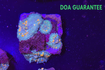 WYSIWYG Jawbreaker Rhodactis Mushroom Colony - What The Frag Corals