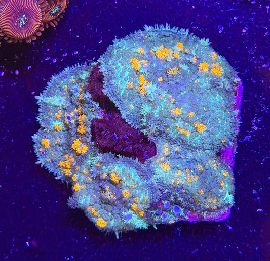WYSIWYG Jawbreaker Rhodactis Mushroom Colony - What The Frag Corals
