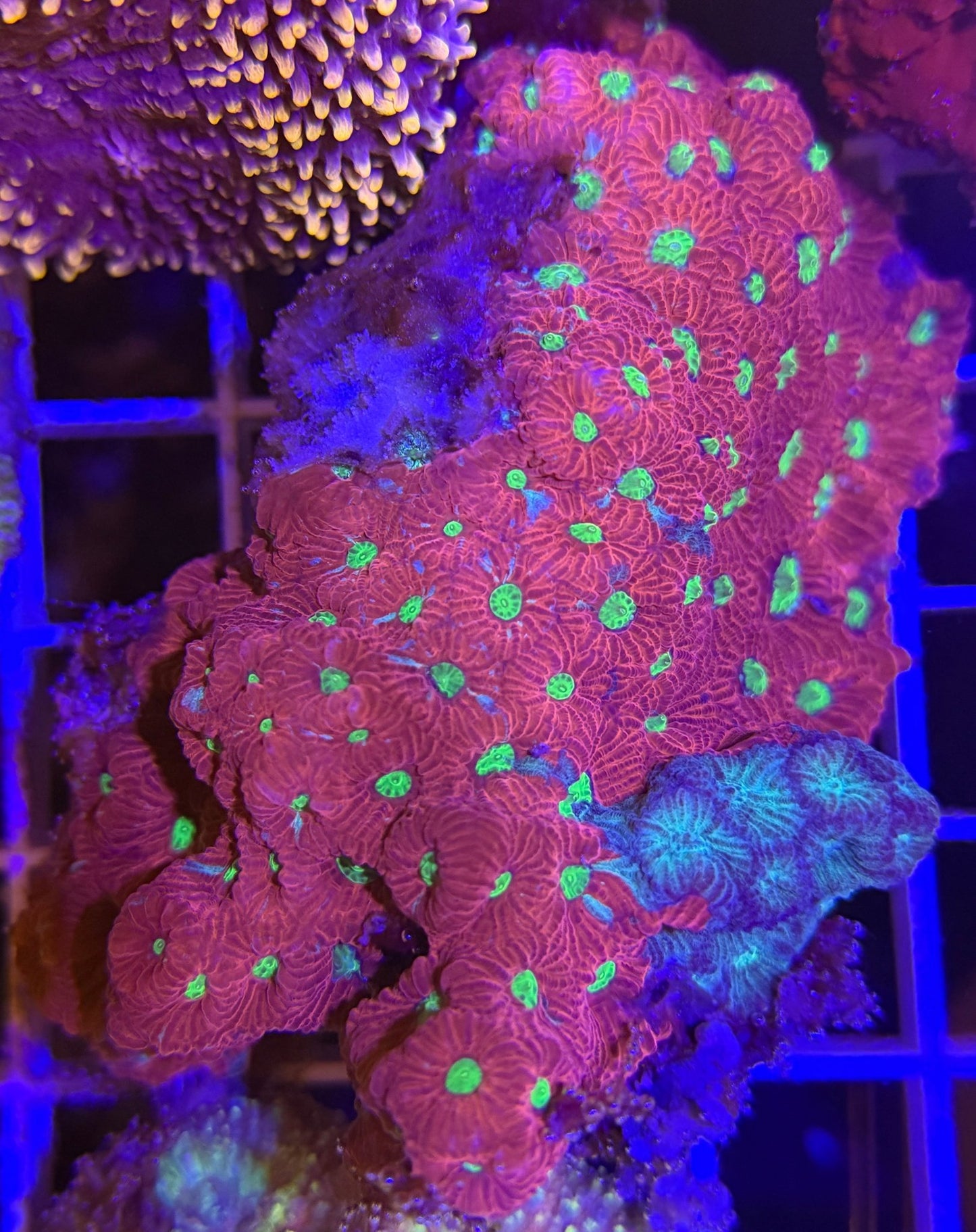 WYSIWYG Lemon-Lime Favites Large - What The Frags Corals