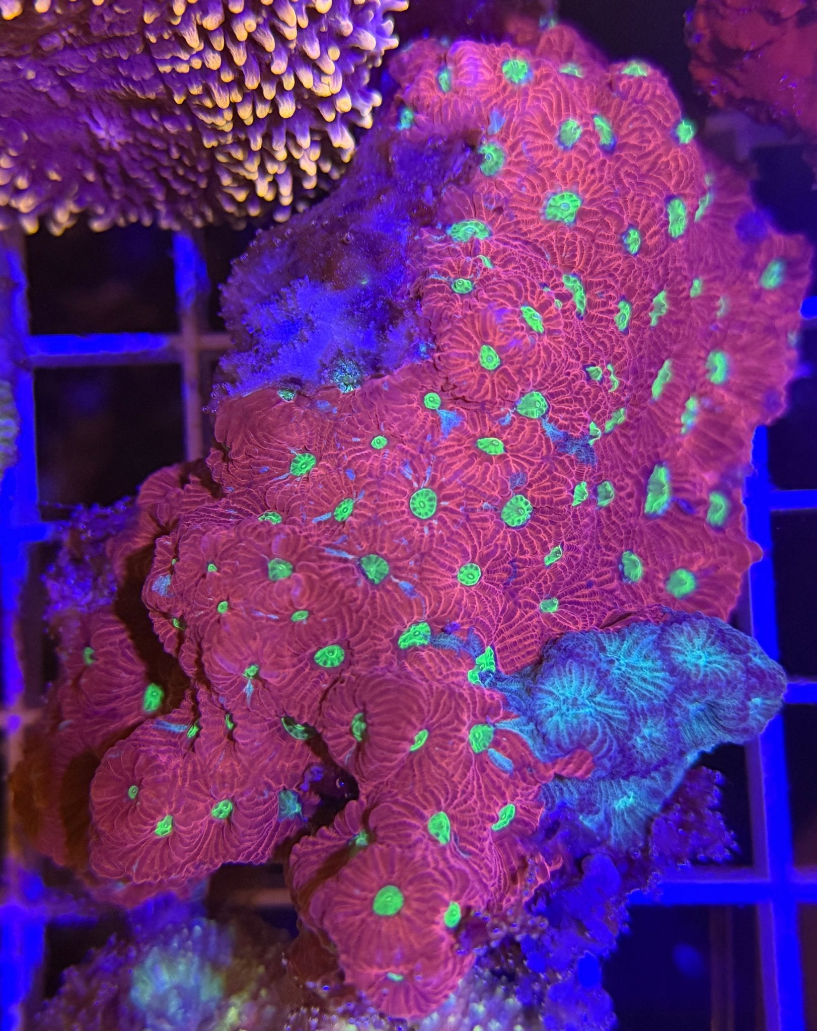 WYSIWYG Lemon-Lime Favites Large - What The Frags Corals