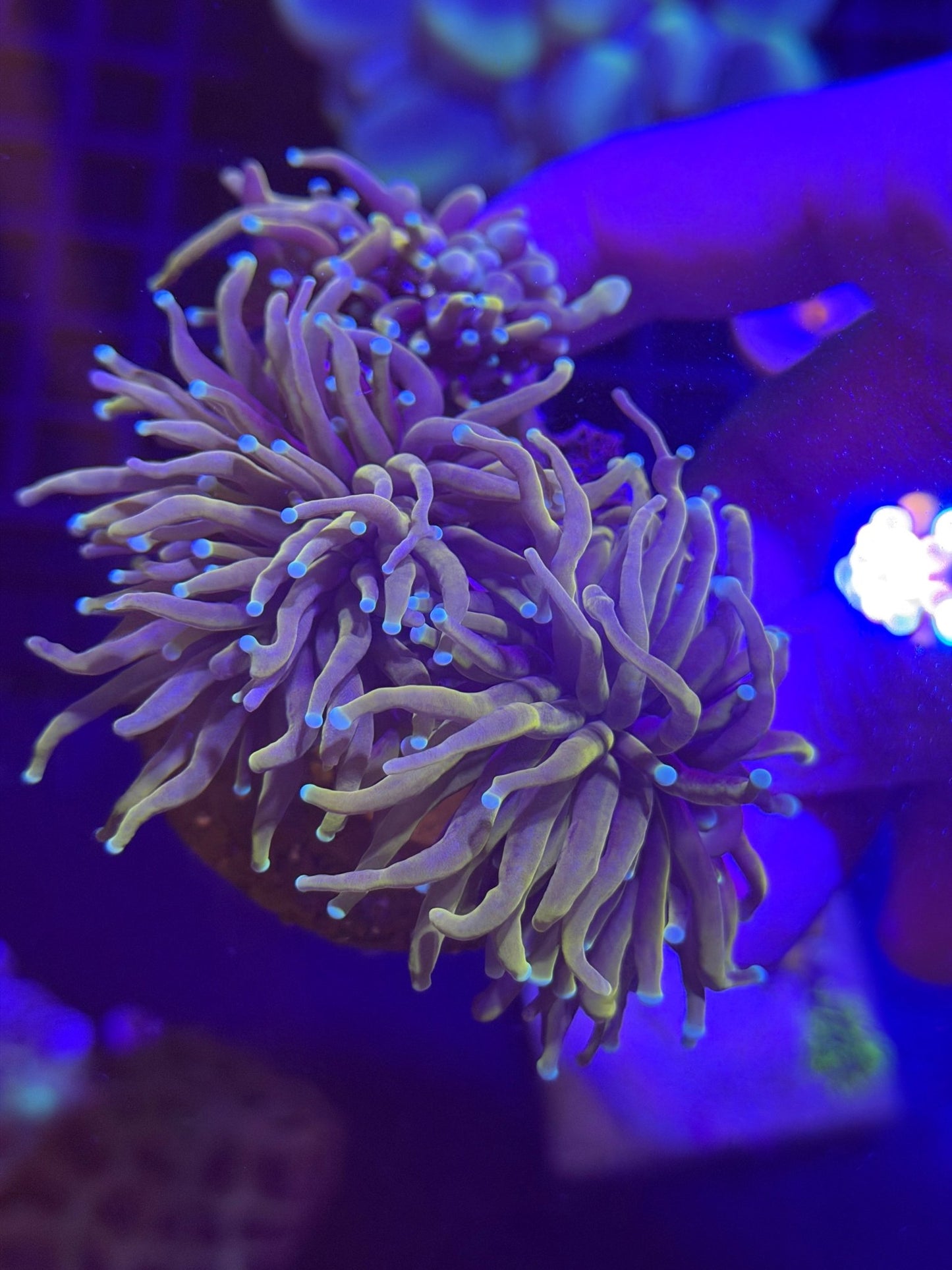 WYSIWYG Multiheaded Indo Gold Torch Colony - What The Frag Corals