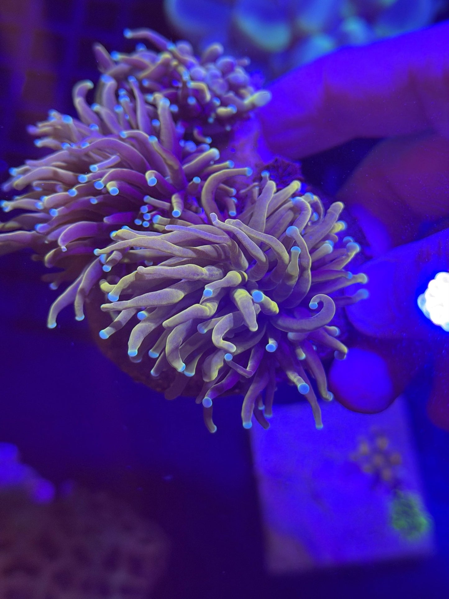 WYSIWYG Multiheaded Indo Gold Torch Colony - What The Frag Corals