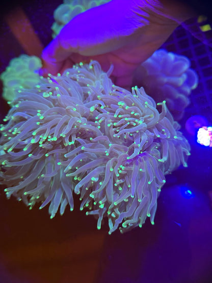 WYSIWYG Multiheaded Torch Colony - What The Frag Corals