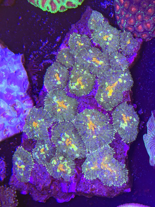 WYSIWYG Mushroom Colony Large - What The Frag Corals