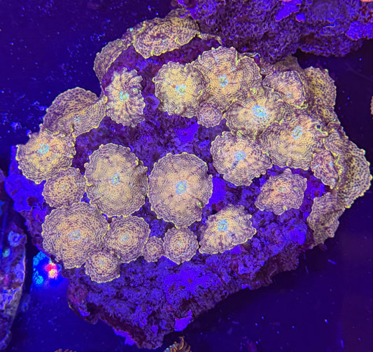 WYSIWYG Mushroom Colony Large - What The Frag Corals