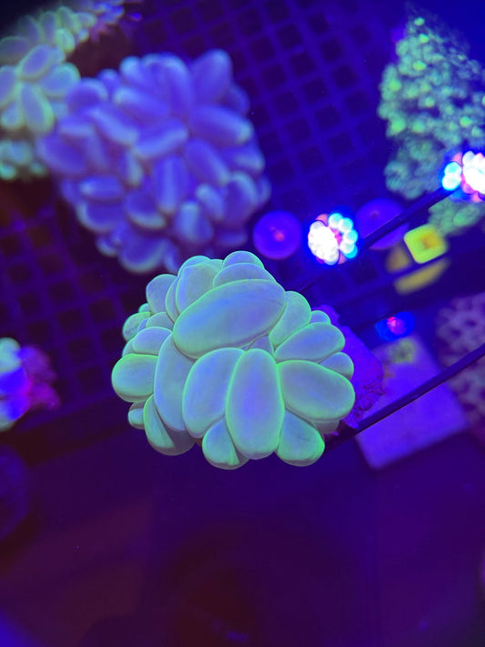 WYSIWYG Neon Green Bubble Coral - What The Frag Corals
