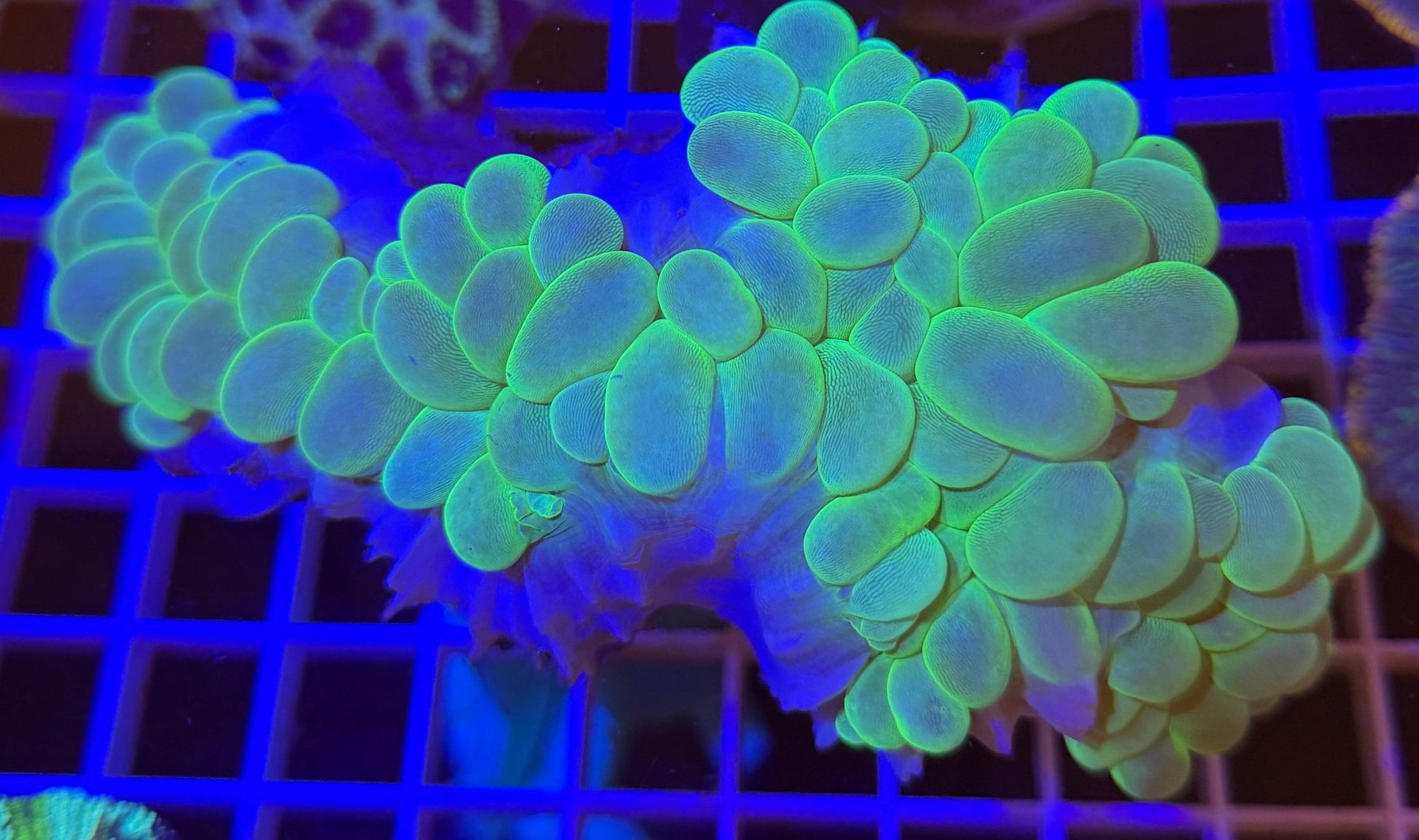 WYSIWYG Neon Green Bubble Coral Extra Large - What The Frag Corals
