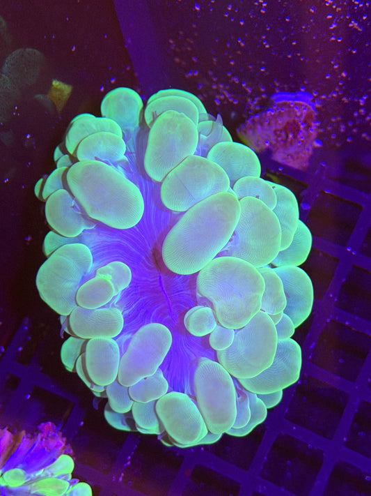 WYSIWYG Neon Green Bubble Coral Large - What The Frag Corals