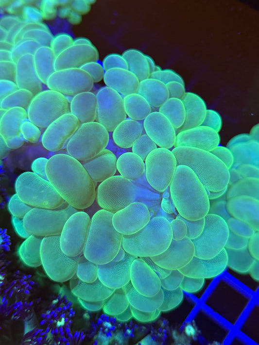 WYSIWYG Neon Green Bubble Coral Large - What The Frags Corals