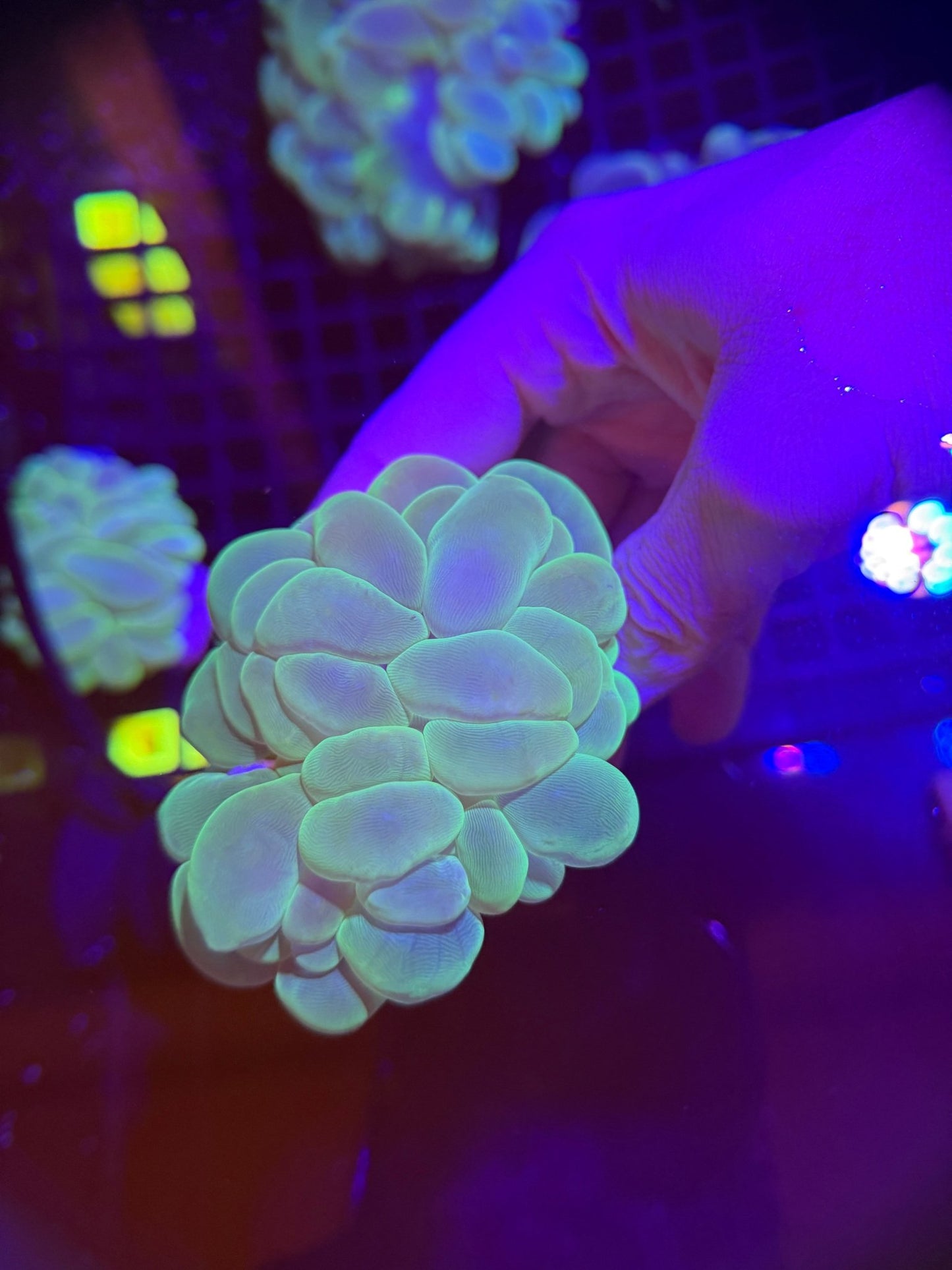 WYSIWYG Neon Green Bubble Coral Large - What The Frag Corals