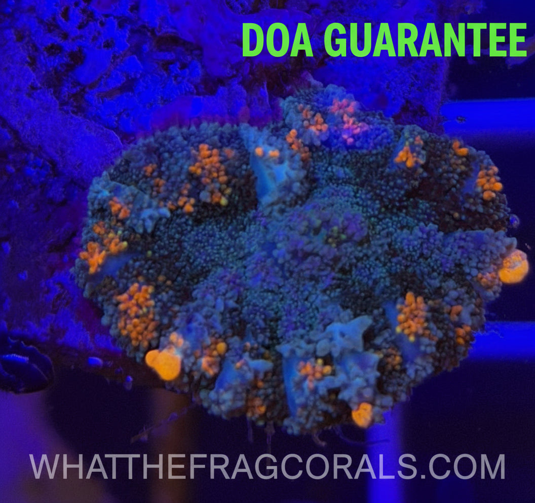 WYSIWYG Orange Bounce Mushroom - What The Frag Corals