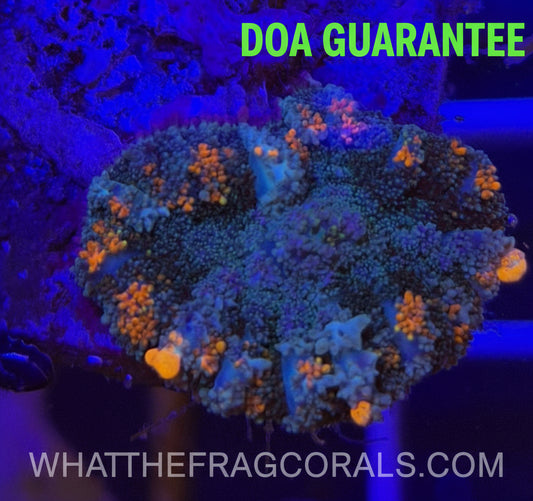 WYSIWYG Orange Bounce Mushroom - What The Frag Corals