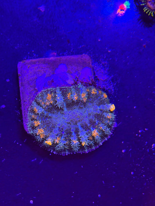 WYSIWYG Orange Bounce Mushroom - What The Frag Corals