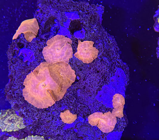 WYSIWYG Orange Mushroom Colony - What The Frag Corals