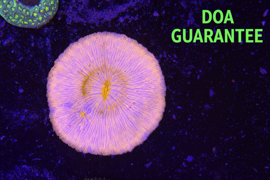 WYSIWYG Pink Plate Coral - What The Frag Corals