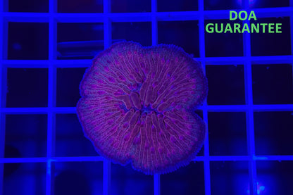 WYSIWYG Pink Plate Coral - What The Frags Corals
