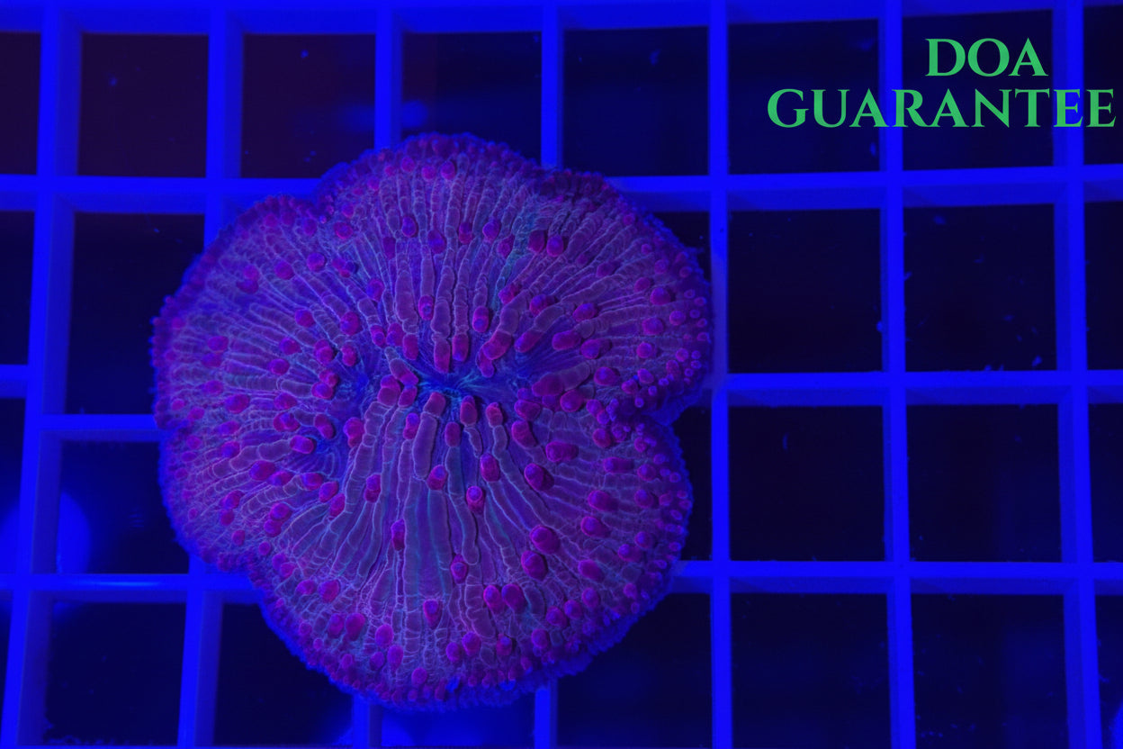 WYSIWYG Pink Plate Coral - What The Frags Corals