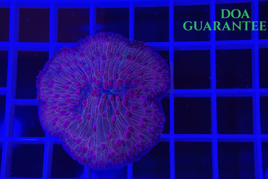 WYSIWYG Pink Plate Coral - What The Frags Corals