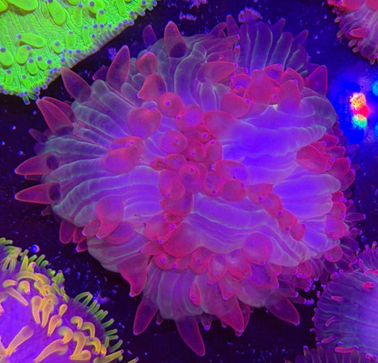 WYSIWYG Pink Tip Plate Coral - What The Frag Corals