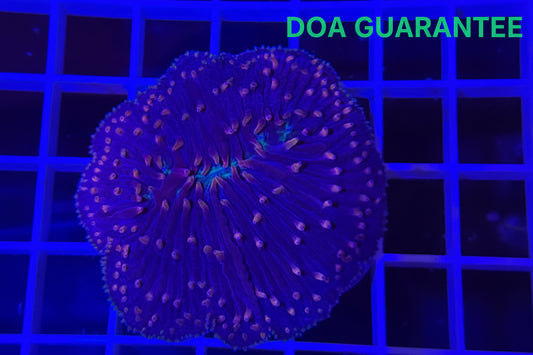 WYSIWYG Pink Tip Plate Coral (Copy) - What The Frags Corals