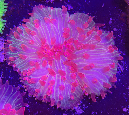 WYSIWYG Pink Tip Plate Coral - What The Frag Corals