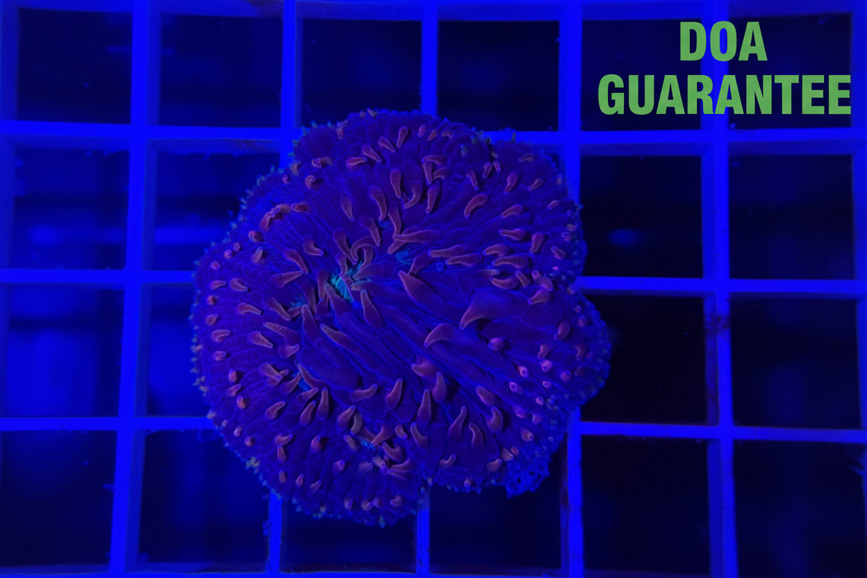 WYSIWYG Pink Tip Plate Coral - What The Frags Corals