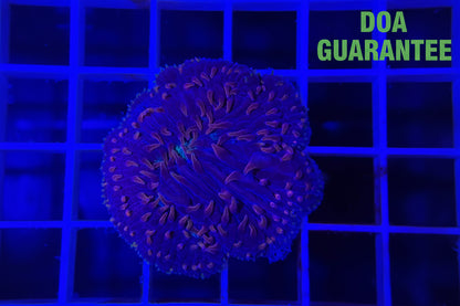 WYSIWYG Pink Tip Plate Coral - What The Frags Corals