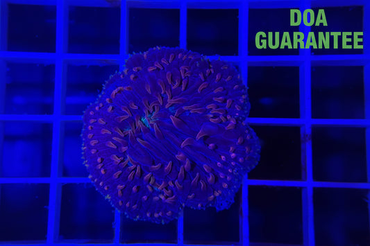 WYSIWYG Pink Tip Plate Coral - What The Frags Corals