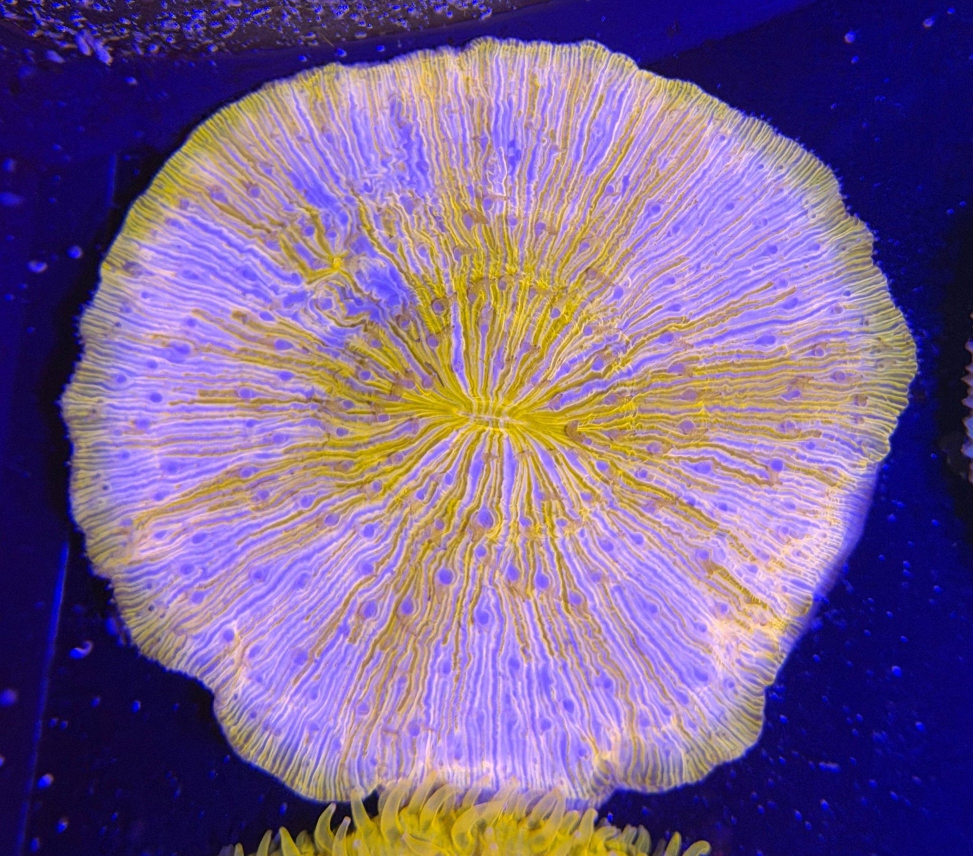 WYSIWYG Plate Coral Large - What The Frag Corals
