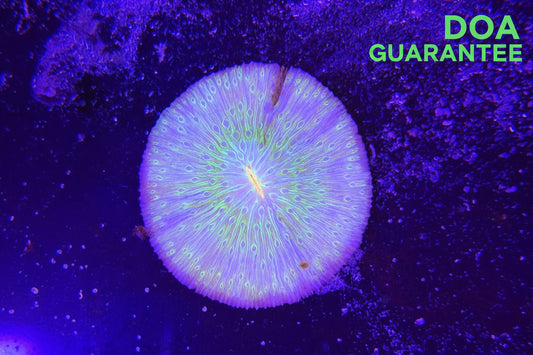 WYSIWYG Purlple and Green Plate Coral - What The Frag Corals