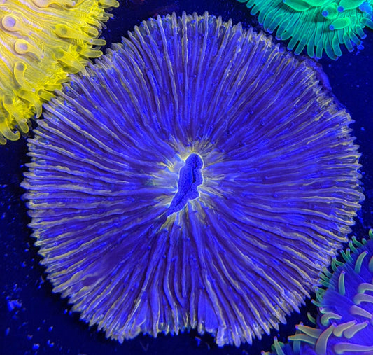 WYSIWYG Purple Coral - What The Frag Corals