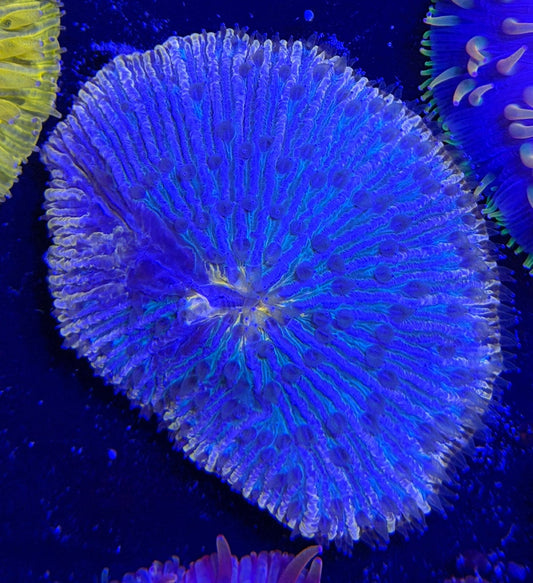 WYSIWYG Purple Plate Coral - What The Frag Corals