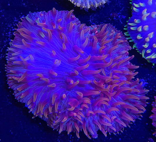 WYSIWYG Purple Plate Coral - What The Frag Corals