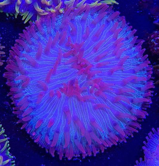 WYSIWYG Purple Plate Coral - What The Frag Corals