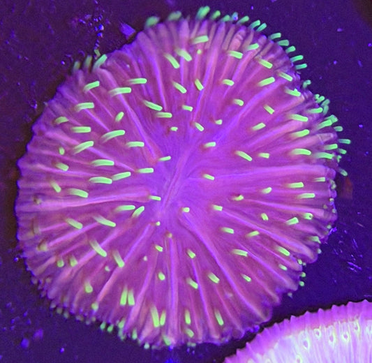 WYSIWYG Purple with Green Plate Coral - What The Frag Corals