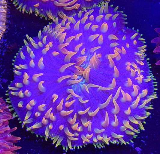 WYSIWYG Purple with Yellow Plate Coral - What The Frag Corals