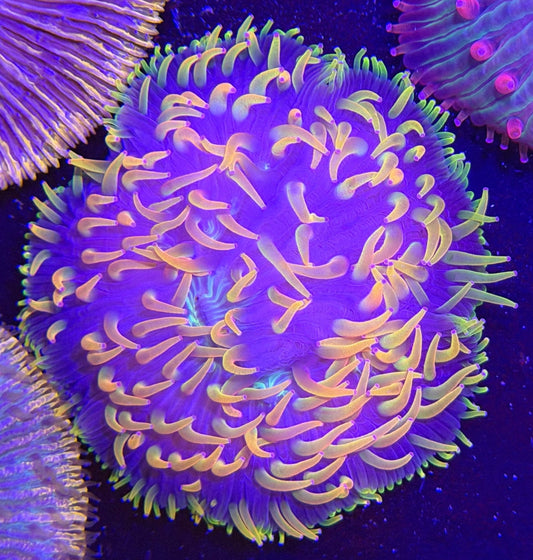 WYSIWYG Purple with Yellow Plate Coral - What The Frag Corals