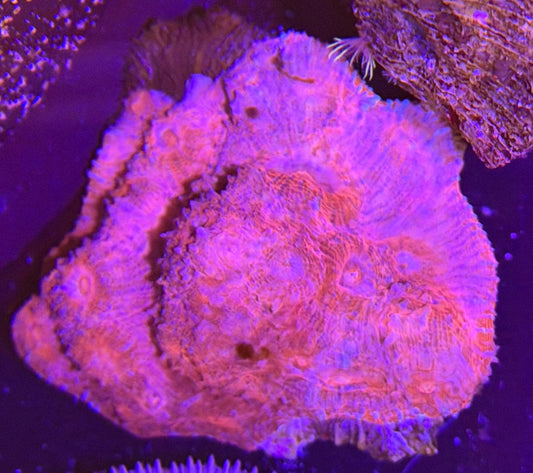 WYSIWYG Red Chalice Colony - What The Frag Corals