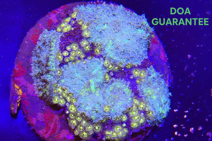 WYSIWYG Rhodactis Mushroom Zoa Mix Colony - What The Frag Corals