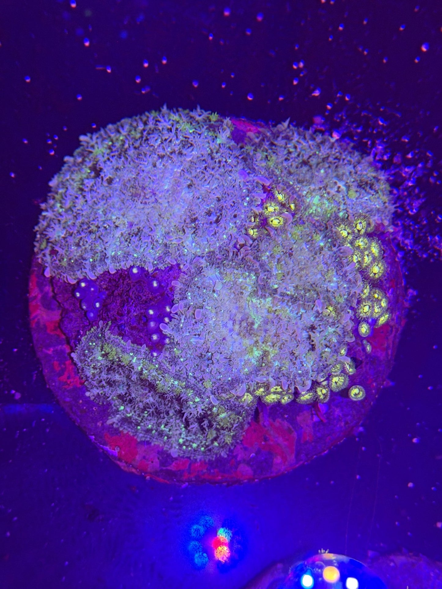 WYSIWYG Rhodactis Mushroom Zoa Mix Colony - What The Frag Corals