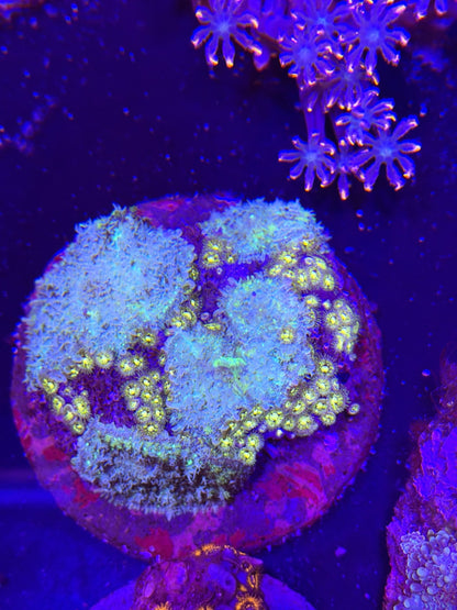 WYSIWYG Rhodactis Mushroom Zoa Mix Colony - What The Frag Corals